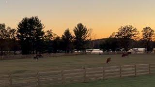 Golden hour, new addition to the ranch!