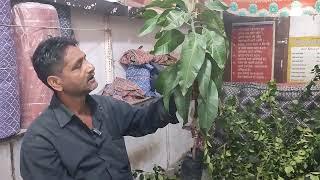 इस तरफ से करो फैल नहीं होगा  आम की जोड़ कलम   Mango Contact Grafting