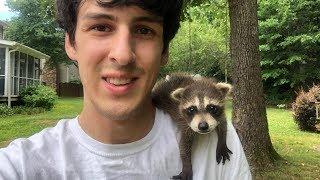 Baby raccoon rescued after mom was hit by a car