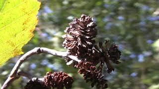 Alnus incana, Betulaceae (grey alder, speckled alder)