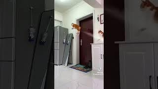#funny #funnyvideos