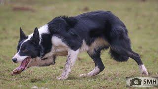 Fly.. 22 months old. Lot 6 Skipton online auction 28th February