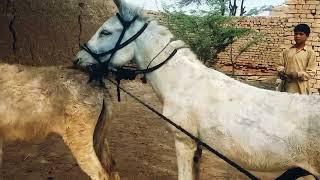 Male donkey meeting with Female donkey First time| Animal breading | Animal Meeting |