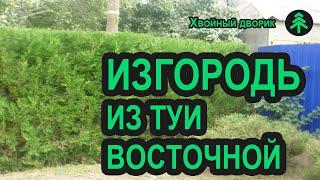 Живая изгородь из туи восточной - дёшево и сердито! Туя из семян или саженцы туи