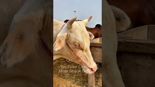 Beautiful Cow in Lahore | Qurbani 2025 Special | Mera Shauk Official