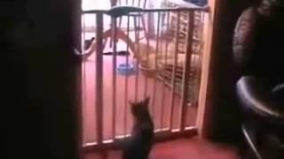 Epic Cat Jump Fail