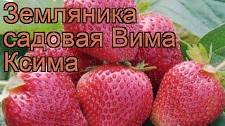 Земляника садовая Вима Ксима (vima ksima)  обзор: как сажать, рассада земляники Вима Ксима