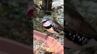 My bird aviary phone #birdsounds #birdsavairy #aviary #finch #finches #birdlovers #BackyardAviary