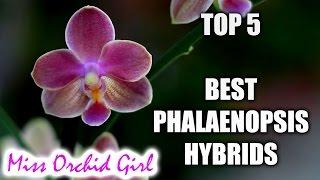 Top 5 Phalaenopsis Orchid Hybrids worth having