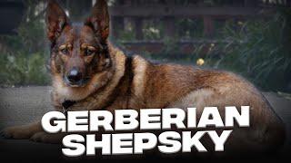 Gerberian Shepsky: Your Complete Guide to This Great Guard Dog