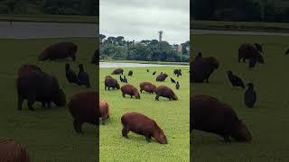 All The Capybaras And All The Vultures Hanging Out Together