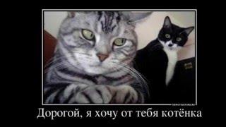 Подборка котики муркотики 2