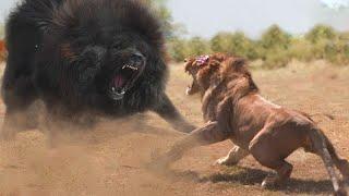 This Giant Dog makes lion terrifying! 7 animals can beat lion