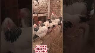 LIGHT SUSSEX HERITAGE || HERITAGE CHICKEN || SUSSEX BREEDER || FANCY CHICKEN || F&F