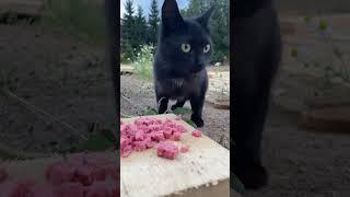 Наш новый друг уличный кот по имени #Тайсон #кот #cat