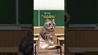 Буква обманула учеников  #мем #котики