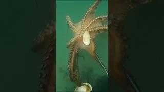 GRAN PULPO A -14 METROS PESCA SUBMARINA #shorts