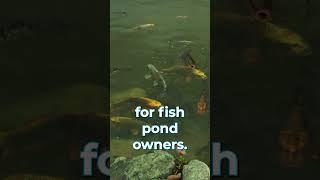 Pond Problems: Sick Fish