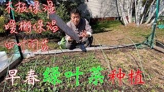 【渔耕笔记】早春耐寒绿叶菜高效种植及间苗移苗方法 种小青菜 菠菜 茼蒿