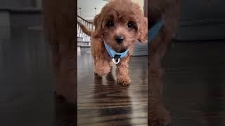 POV: Your Summer AIR Harness Arrives Just in Time ️