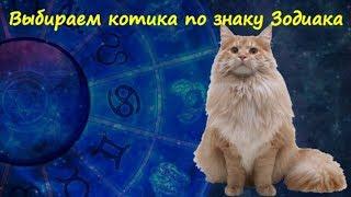 ВЫБИРАЕМ КОТИКА ПО ЗНАКУ ЗОДИАКА  CHOOSE CAT BY ZODIAC SIGN