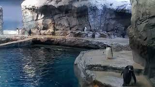 looking at the penguins the Polk Family Penguin Conservation Center
