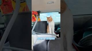 Дачные истории #дача #сезон #сербия #домасербии #дачные #природа #travel #дачныйконтент #огород
