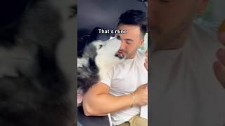 My Talking Husky loves Donuts!
