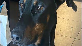 #Loki The#Doberman #Hates #Black #Balls #Attacks Them.