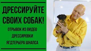 Дрессируйте своих собак!