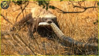 CRAZIEST Animal Fights on Earth Ever Recorded | Animal Fights