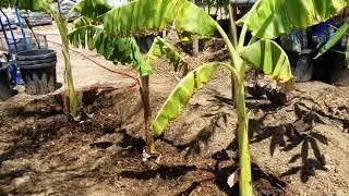 Planting bananas in Phoenix