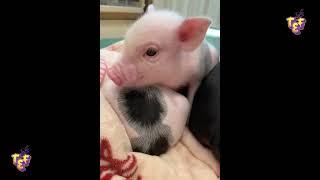 Pigs and piglets Compilation | Funny animals Compilation 2022 | Top Fails Everything