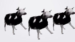 Polish cow, but it's torture dance