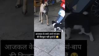 Big Dog vs Small Dog  Who Barked Louder? #dogshorts #funnydogs #viral2025 #reels #youtubeshorts