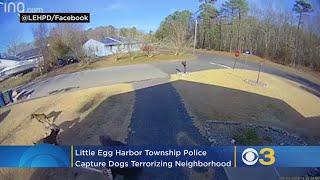 Little Egg Harbor Township Police Capture Dogs Terrorizing Neighborhood For Months