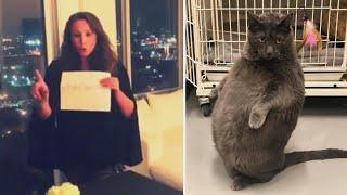 Bruno the 'High Maintenance' Fat Cat Finds a Home After Going Viral