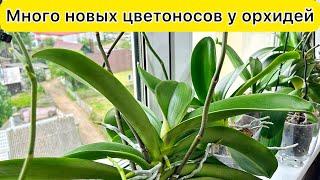 Цветоносы орхидеи растут и растут / Цветение орхидей