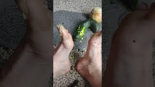 zucchini vs long toe nails &soles