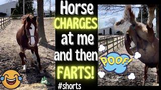 Morgan Horse Oz,  Comes Charging At Me And Then Farts!#shorts