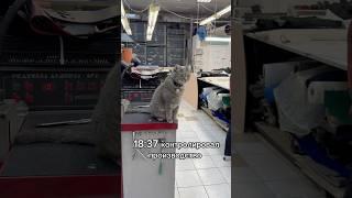 Слежу за своим котом день 2 #рекомендации #животные
