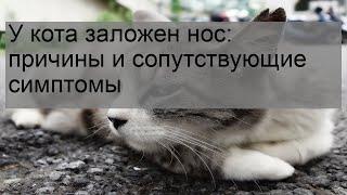 У кота заложен нос: причины и сопутствующие симптомы