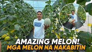 AMAZING MELON…MGA MELON NA NAKABITIN.. SA PINAS!