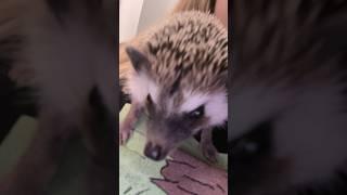 Вечерние посиделки с Алексой) #африканскийёжик #hedgehog #еж #животные #ёжик #animals #cute