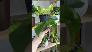 Черенкование Эпипремнум Ауреум или Эпипремнум золотистый  #plants #plantcare #garden #home #цветы