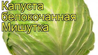 Капуста белокочанная Мишутка. Краткий обзор, описание характеристик, где купить саженцы Mishutka