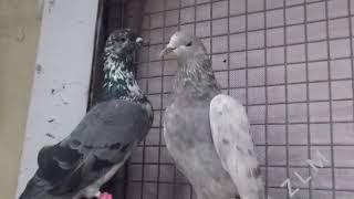 Pakistani Pigeons Chapra