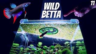 Wild Betta Imbellis (Wild Betta Tank Setup)(EP11 Betta Tank) - Peaceful Betta Fish