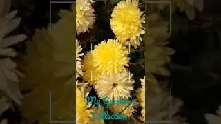 My Garden's Collection/Winter's Flowers #flowers #shorts #shortvideo  @fsmenon