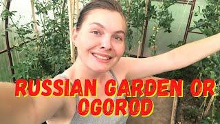 A typical Russian Garden. What Russians grow and eat